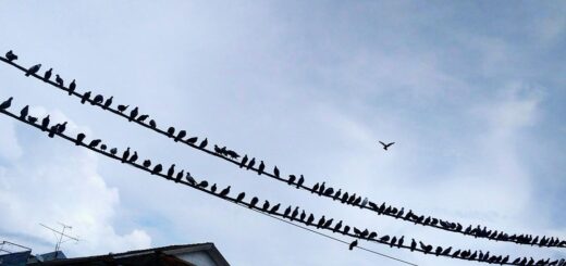 vogelwering